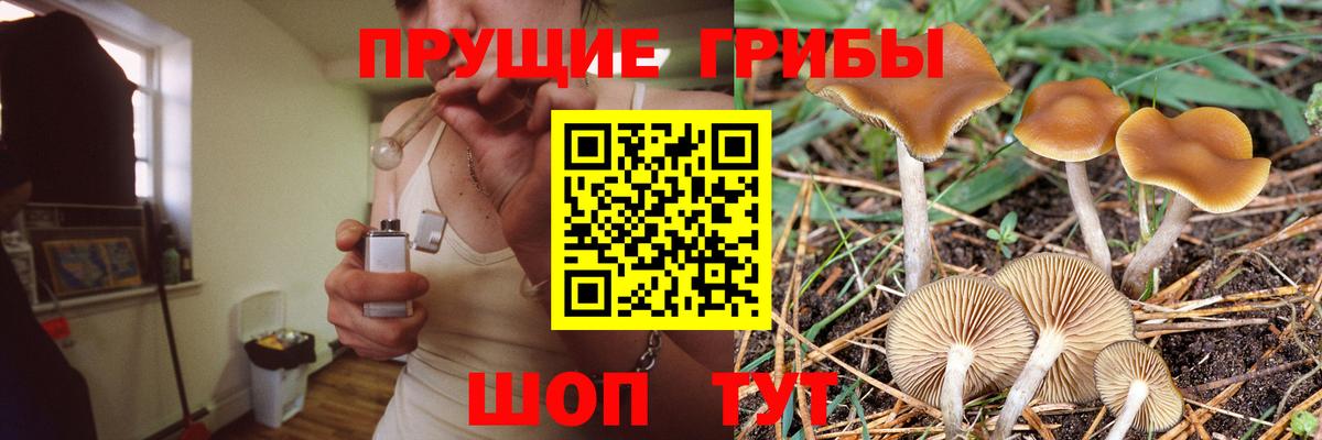 Слободской  Псилоцибиновые грибы прущие грибы  Вход с VPN 